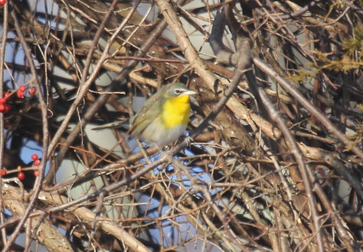 Yellow-breasted Chat, CT